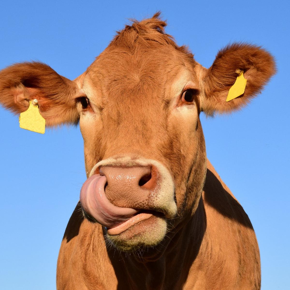 Cows Milk Cheese - Norfolk Deli