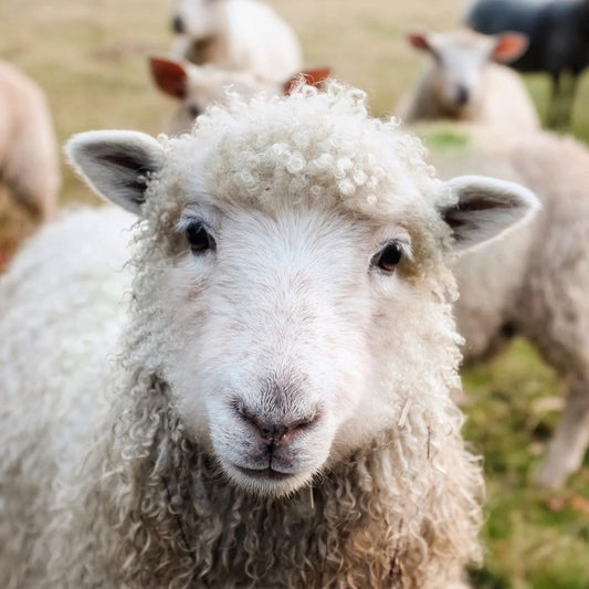 Ewe's Milk Cheese - Norfolk Deli