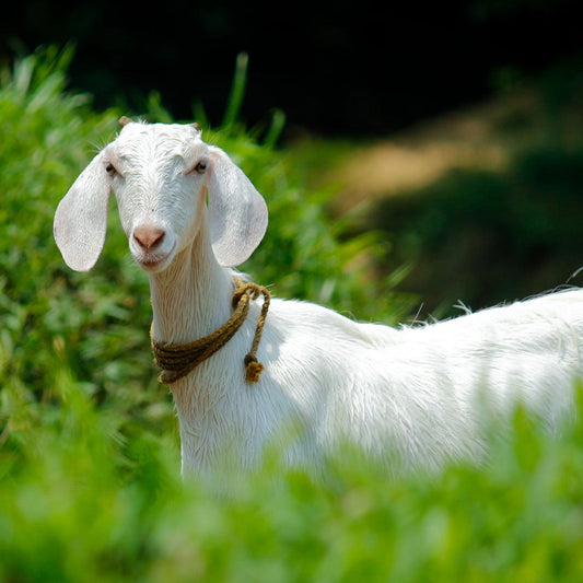 Goat's Milk CHEESE - Norfolk Deli