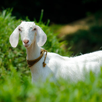 Goat's Milk CHEESE - Norfolk Deli