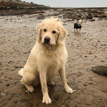 Man's Best Friend Hampers - Norfolk Deli
